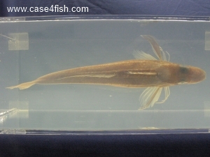 Foto Galerie/Perciformes/Triglioidei/Eutrigla gurnardus/Eutrigla gurnardus_05_S.jpg
